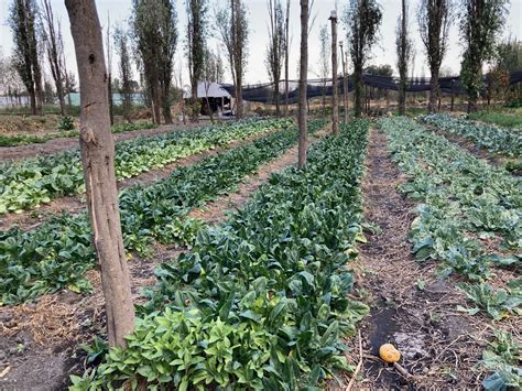 Felipe, las chinampas and policies for agroecology in Mexico City ...