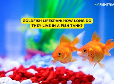 Goldfish FishTrivia