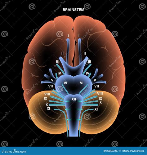 Cranial Nerves Diagram Cartoon Vector Cartoondealer