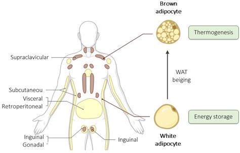Adipose Tissue Diagram Tissues Dr. Hunter's Anatomy And