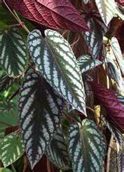 Циссус, Сissus