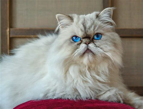 haute couture kitties  guide  designer cat names namingcat