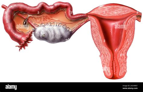 Female Reproductive System Computer Artwork Showing One Side Of The