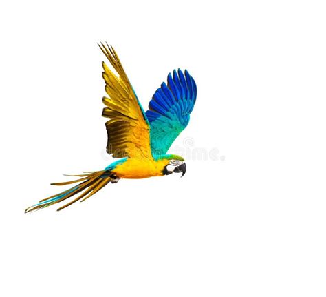 Colourful flying parrot stock image. Image of flying - 46753653