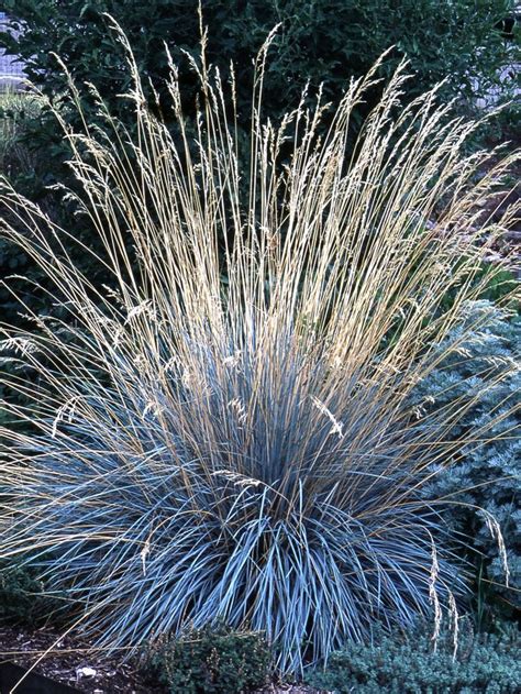 24 of the Prettiest Ornamental Grasses for Your Garden | Blue oat grass ...