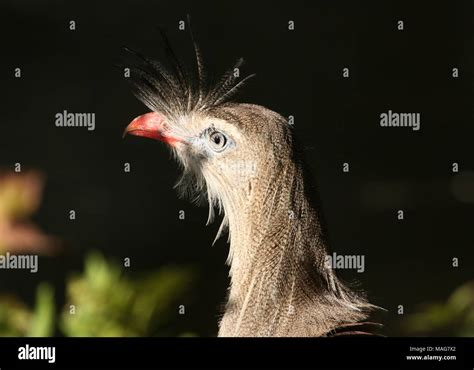 South American Crested Cariama Cariama Cristata A K A Red Legged