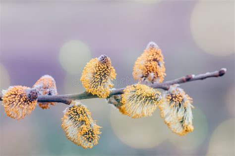 Pussy Willow Holiday Background Stock Image Image Of Floral Copy 175013385