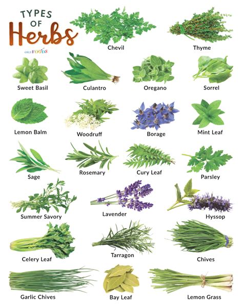 List Of The Different Types Of Herbs And Spices With Pictures