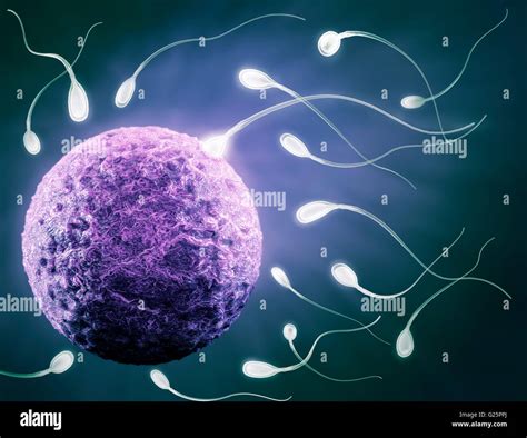 Sperm Reaching Human Egg Fertilization Concept D Illustration Stock