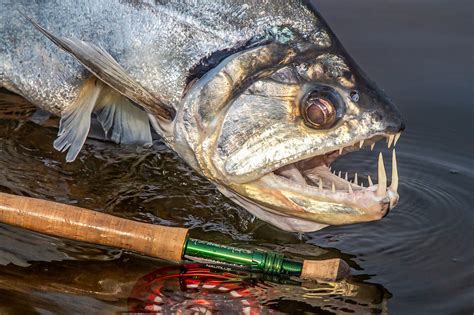 Payara Fishing The Vampire Fish Freshwater Fly Sportquest Holidays