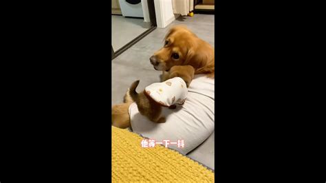 在遛大狗路上捡到小奶狗，回家后居然会“欺负”大狗 I Found A Stray Puppy She Ended Up Bullying