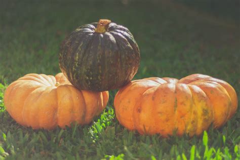 Тыква Виндзор (76 фото) - фото - картинки и рисунки: скачать бесплатно