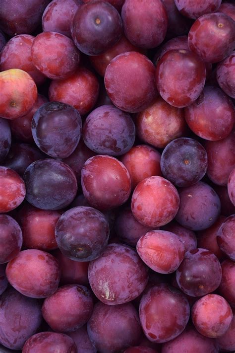 Plum Buah Buahan Makanan Buah Foto Gratis Di Pixabay Pixabay