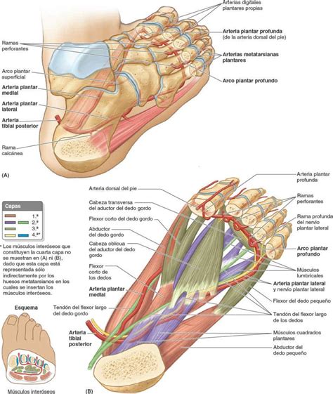 Gddyzs Anatomía Del Pie Gráficos Anatómicos Carteles Anatomía Gráfico