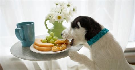 dogs eat grapes heres
