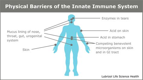 Innate Immunity Physical Barrier