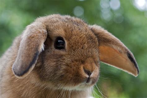 Behandla Som Ett Barn Den Gulliga Kaninen Fotografering för Bildbyråer