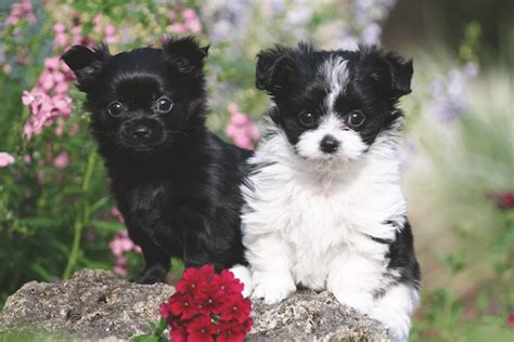 Meet the Mi-Ki: This Small Dog Breed Makes a Big Impression – Dogster