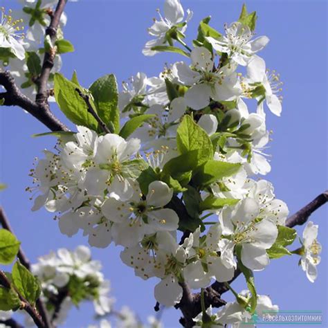 Груша Лада купить в питомнике Россельхозпитомник