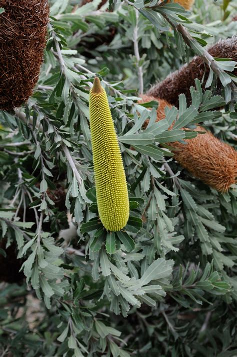 Banksia praemorsa