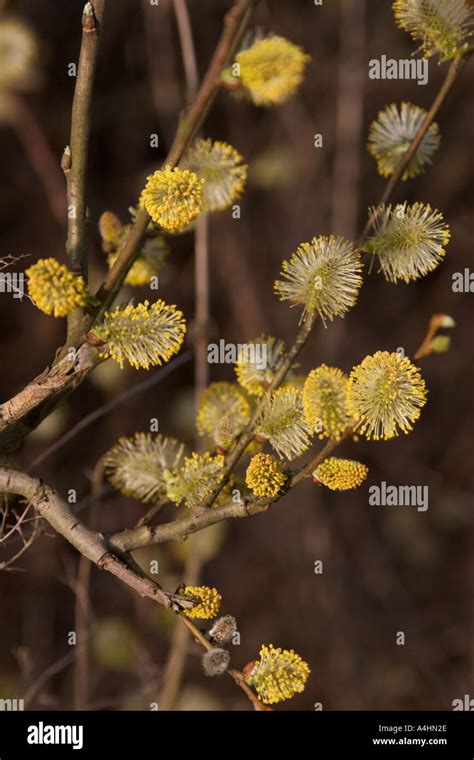 Pussy Willow Salix Stock Photo Alamy
