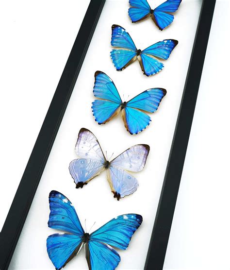 Diamond Morpho Butterfly Collection Framed Taxidermy Classic