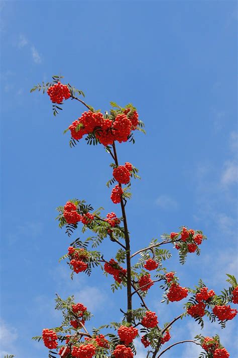 Rowan Tree Photos, Download The BEST Free Rowan Tree Stock Photos & HD