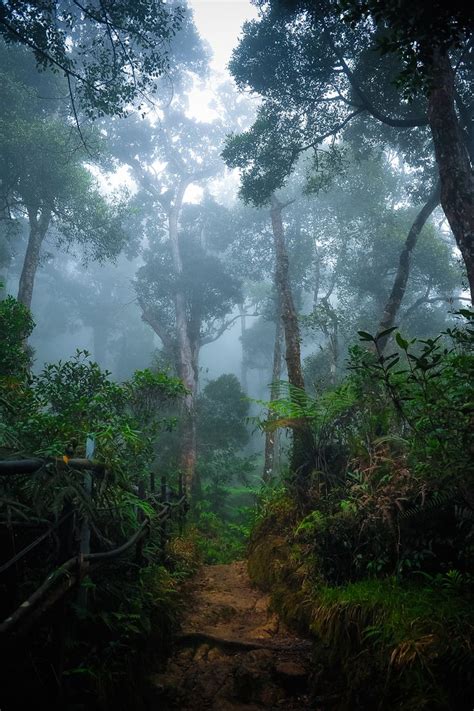 The Rainforest: The Rainforest Of Borneo