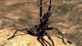 funnel-web spider | Habitat, Size, & Facts | Britannica