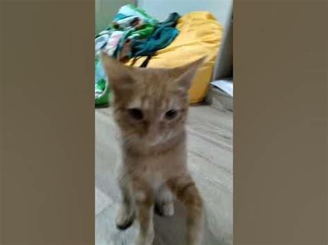 играющий кот🐱 - YouTube