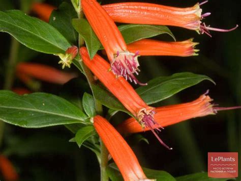 Куфея огненно-красная (Cuphea ignea) — описание, выращивание, фото | на ...