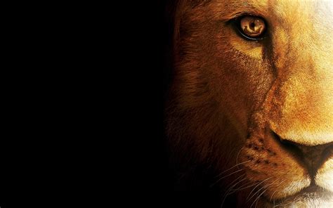 Lion Wallpaper Desktop 64 Pictures Wallpaperset