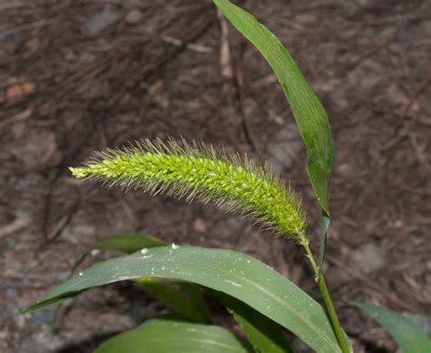Setaria Viridis Green Foxtail