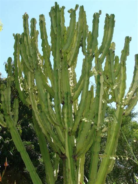 Euphorbia Ammak African Candelabra World Of Succulents