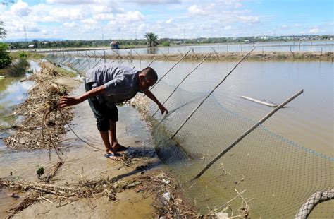 PORTALSATU 70 Ha Tambak Ikan Dan Udang Gagal Panen Akibat Banjir