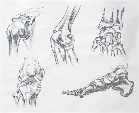 Body Parts Anatomy Study Drawing By Irina Sztukowski Pixels