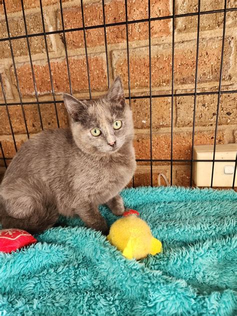 Flora Female Domestic Short Hair Cat In Vic Petrescue