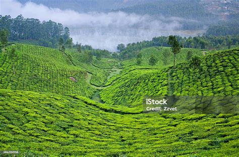tea plantations  munnar kerala india stock photo  image