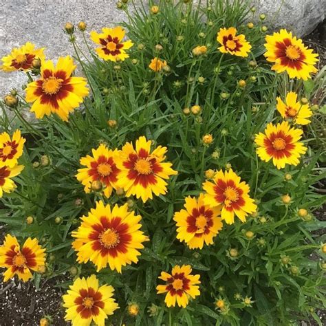 Coreopsis Seeds Mountain Top Seed Bank