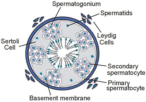 Draw A Labelled Diagram Of The Sectional View Of A Human Seminiferous