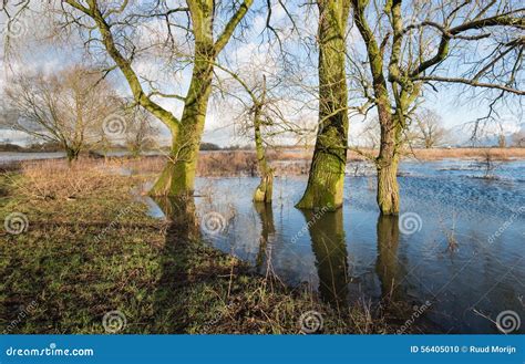 Bare Trees In The Floodplain Lakes Stock Photo Image Of Floodplain