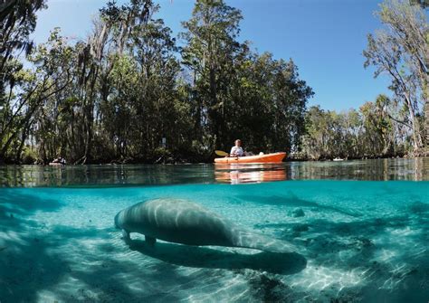 swim   manatees    crystal river fl