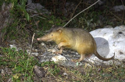 Dominican Republic Wildlife Holiday Trip Report Royle Safaris