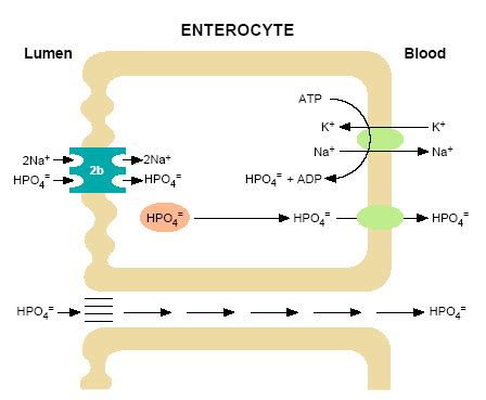 Enterocyte - Endotext