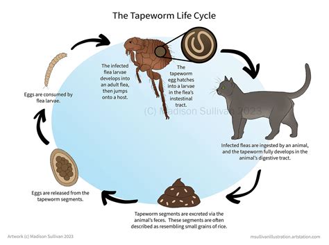 Cat Flea Tapeworm Life Cycle At Stephanie Gregory Blog