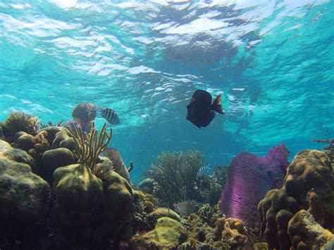Belize Barrier Reef Snorkeling