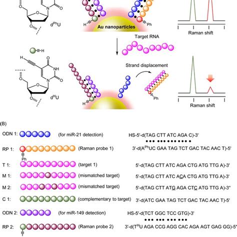 A Schematic Illustration Of Sers Based Detection Of Multiple Nucleic Download Scientific