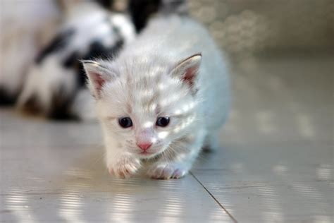 petit chaton  stock photo freeimages
