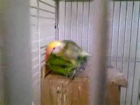 Birds Having Sex Time YouTube