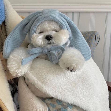 Cute And Sweet Winter Outfits For Dogs – DogMega.Com